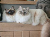 Parents Maman (gauche) Papa (droite)