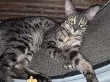Chaton femelle Savannah F6 LOOF d'octobre 2025 à vendre