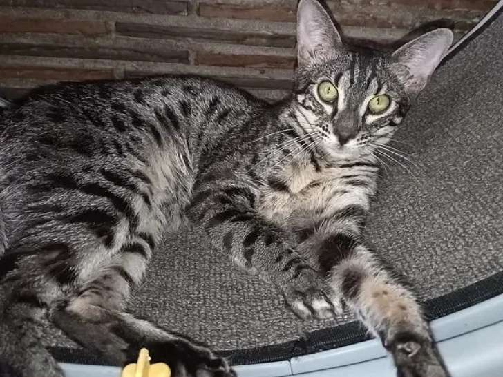 Chaton femelle Savannah F6 LOOF d'octobre 2025 à vendre