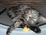 Chaton femelle Savannah F6 LOOF d'octobre 2025 à vendre