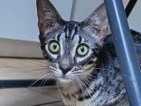 Chaton femelle Savannah F6 LOOF d'octobre 2025 à vendre