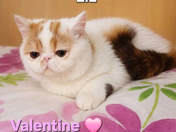 Chatons Exotic Shorthair à vendre