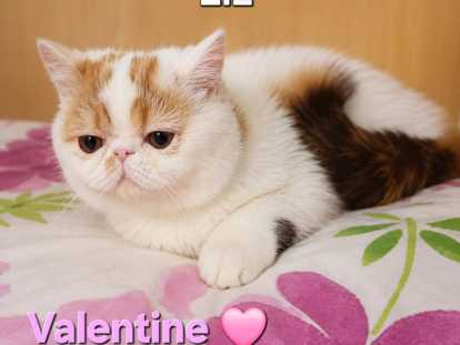 Chatons Exotic Shorthair à vendre