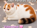 Chatons Exotic Shorthair à vendre
