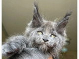 3 chatons Maine Coon  LOOF pour réservation nés en mai 2026