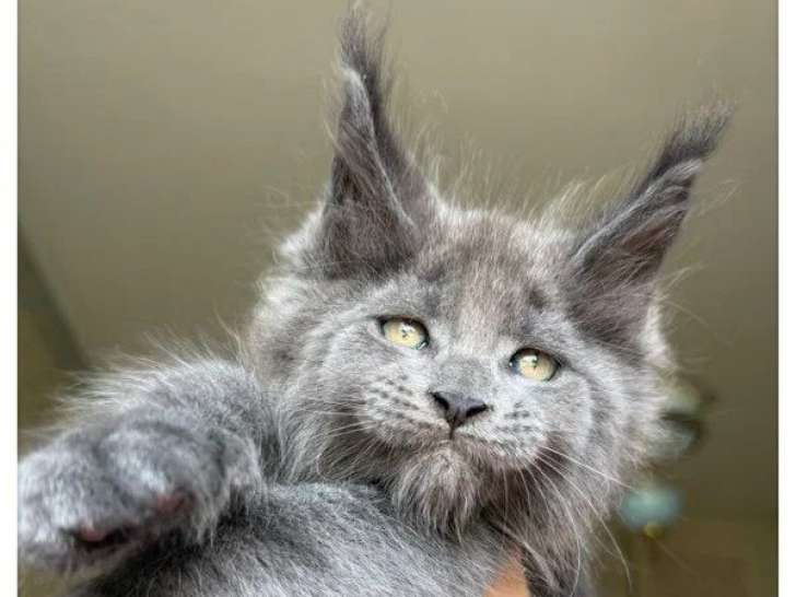 3 chatons Maine Coon LOOF pour réservation nés en mai 2026