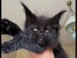 3 chatons Maine Coon LOOF pour réservation nés en mai 2026