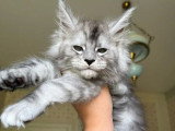 3 chatons Maine Coon LOOF pour réservation nés en mai 2026