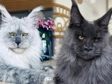 3 chatons Maine Coon LOOF pour réservation nés en mai 2026