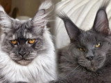 3 chatons Maine Coon LOOF pour réservation nés en mai 2026