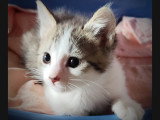 Cookie, chaton à adopter en association