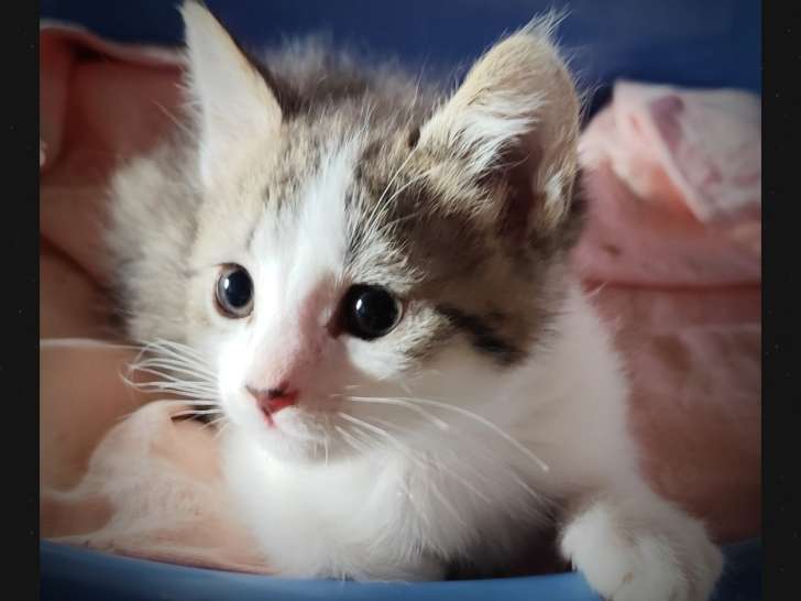 Cookie, chaton à adopter en association