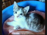 Cookie, chaton à adopter en association