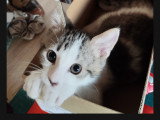 Cookie, chaton à adopter en association