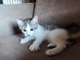 Cookie, chaton à adopter en association