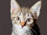 Maya, chatonne à adopter en association