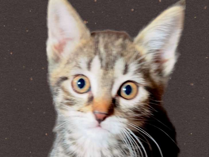 Maya, chatonne à adopter en association
