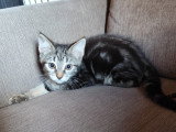 Maya, chatonne à adopter en association