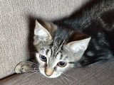 Maya, chatonne à adopter en association