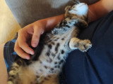 Maya, chatonne à adopter en association