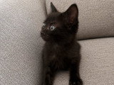 Bud, chaton à adopter en association