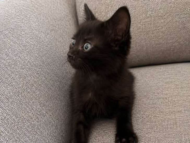 Bud, chaton à adopter en association