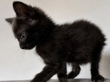 Bud, chaton à adopter en association