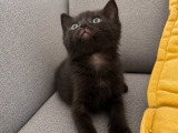 Bud, chaton à adopter en association