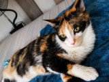 Calicotte, chatonne à adopter en association