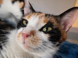 Calicotte, chatonne à adopter en association