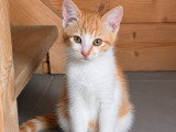 Chester, chaton à adopter en association