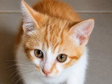 Chester, chaton à adopter en association