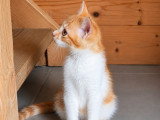 Chester, chaton à adopter en association
