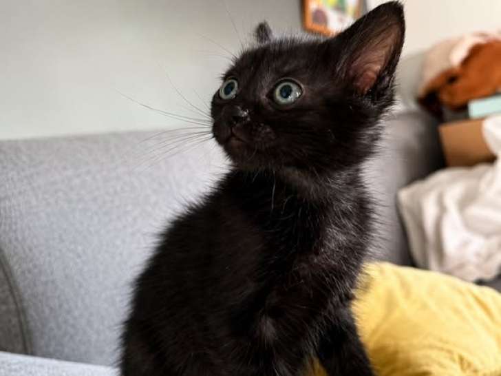 Blur, chaton à adopter en association