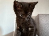 Blur, chaton à adopter en association