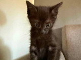 Blur, chaton à adopter en association