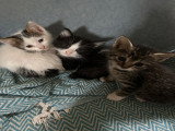 Chatons
