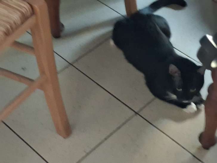 Jeune chat noir et blanc à donner