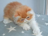 Chaton Persan mâle non LOOF né en avril 2026 à réserver