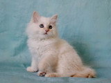 Chaton femelle Sibérienne crème tabby point LOOF d'avril 2026 à vendre