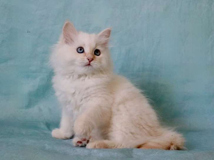 Chaton femelle Sibérienne crème tabby point LOOF d'avril 2026 à vendre