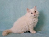 Chaton femelle Sibérienne crème tabby point LOOF d'avril 2026 à vendre