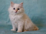 Chaton femelle Sibérienne crème tabby point LOOF d'avril 2026 à vendre