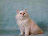 Chaton femelle Sibérienne crème tabby point LOOF d'avril 2026 à vendre
