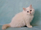 Chaton femelle Sibérienne crème tabby point LOOF d'avril 2026 à vendre