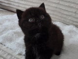 Chaton femelle British Shorthair noir LOOF disponible fin juillet