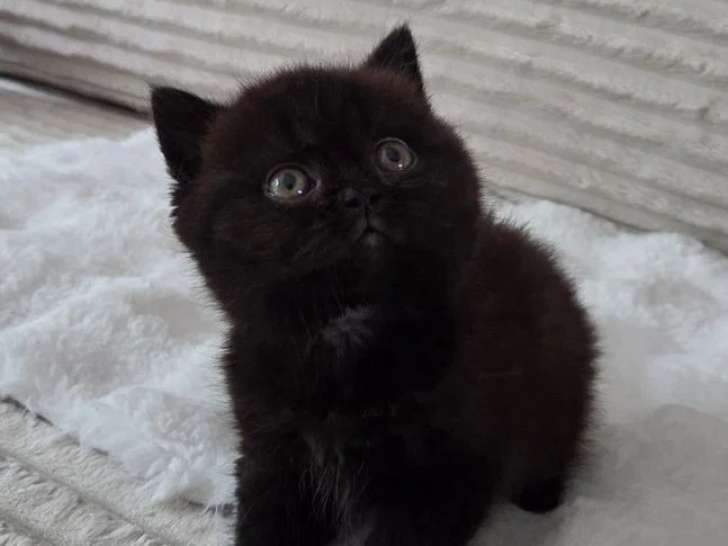 Chaton femelle British Shorthair noir LOOF disponible fin juillet