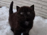 Chaton femelle British Shorthair noir LOOF disponible fin juillet