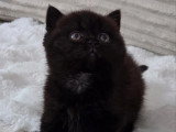 Chaton femelle British Shorthair noir LOOF disponible fin juillet