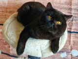 Chaton femelle British Shorthair noir LOOF disponible fin juillet